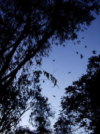 Birds in front of the guest house