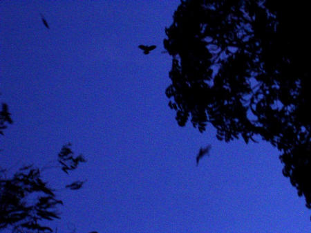 Birds in front of the guest house