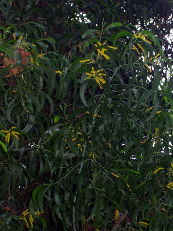 bush outisde