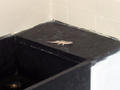 Gecko visiting the kitchen