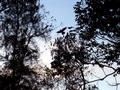 Birds in front of the guest house