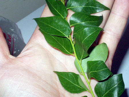 Curry Leaves