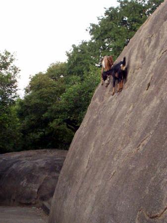 climbing goats