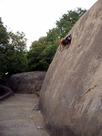 climbing goats