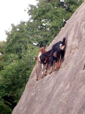 climbing goats