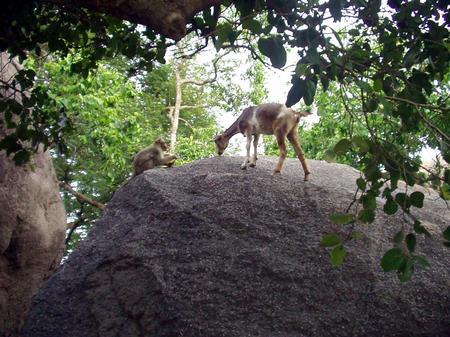 goat amd monkey