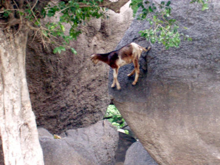 climbing goats