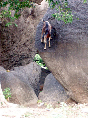 climbing goats