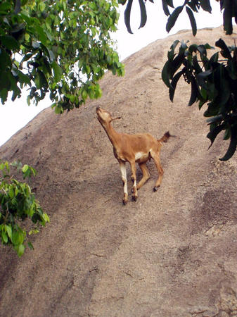 climbing goats
