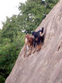 climbing goats