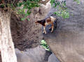 climbing goats