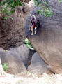 climbing goats