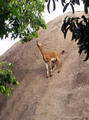 climbing goats