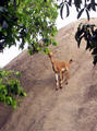 climbing goats