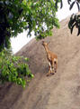 climbing goats