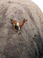 climbing goats