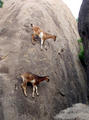 climbing goats