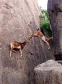 climbing goats