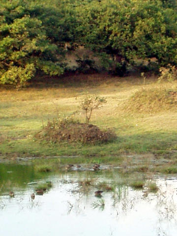 bird sanctuary