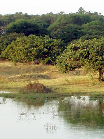 bird sanctuary