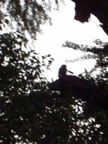 now thats an owl 