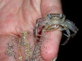 crabs on the Kalpakkam beach