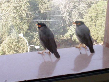 Voegel am Hotelfenster