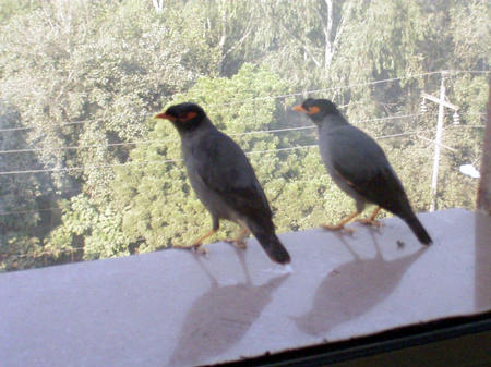Voegel am Hotelfenster