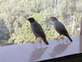 Voegel am Hotelfenster