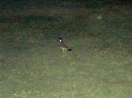komische Voegel am Hotel