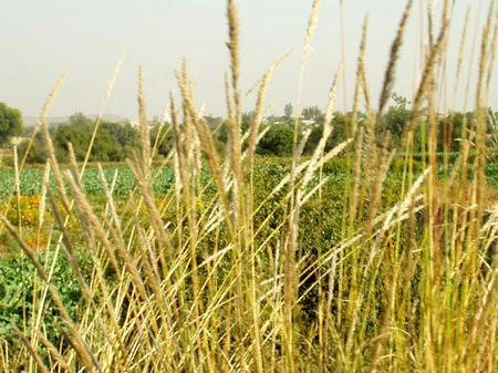 Rajasthan Landschaft