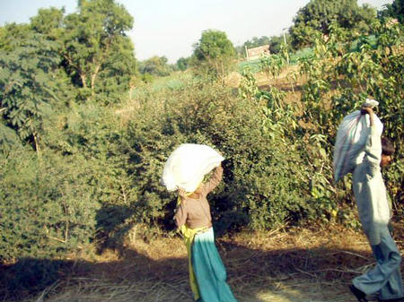 Rajasthan Landschaft