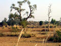 Rajasthan Landschaft