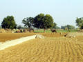 Rajasthan Landschaft