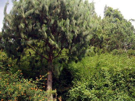 Wald...