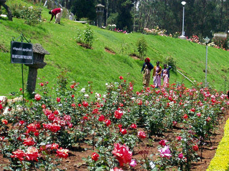 Ooti -- Rosegarden