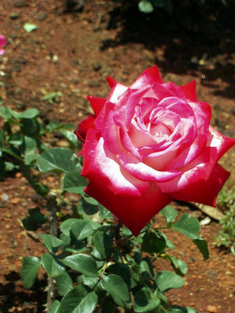 Ooti -- Rosegarden