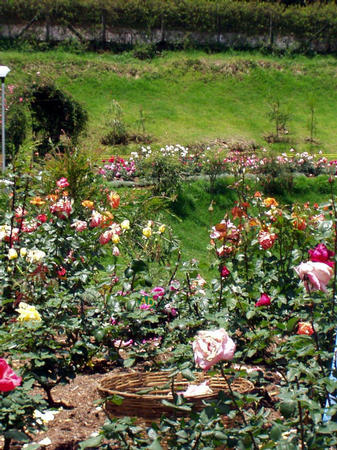 Ooti -- Rosegarden