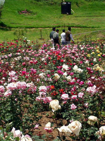 Ooti -- Rosegarden