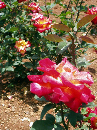 Rosengarten
