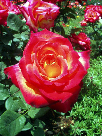 Rosengarten