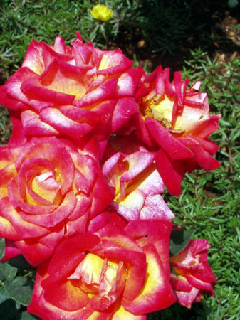 Rosengarten