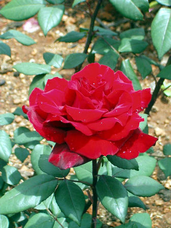 Rosengarten
