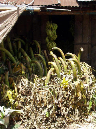 Bananen auf dem Markt