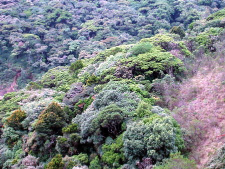 Urwald