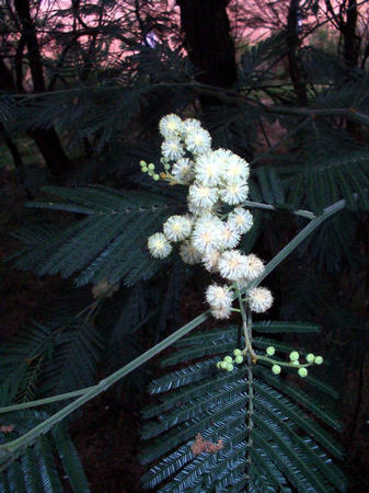 bluehender Baum im Wald 