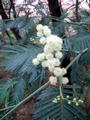 bluehender Baum im Wald 