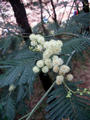 bluehender Baum im Wald 