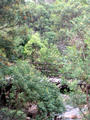 Breucke ueber den Bach
