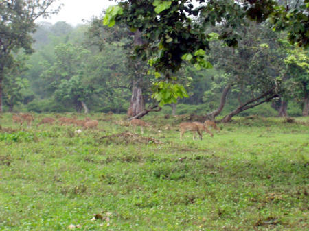 Bandipur National Park
